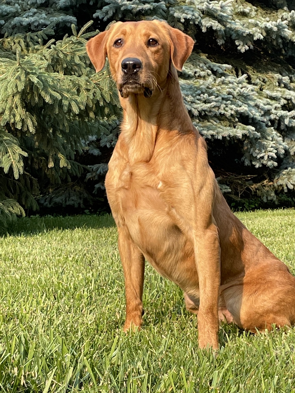 Don't Mess With Little Gubben QAA | Yellow Labrador Retriver