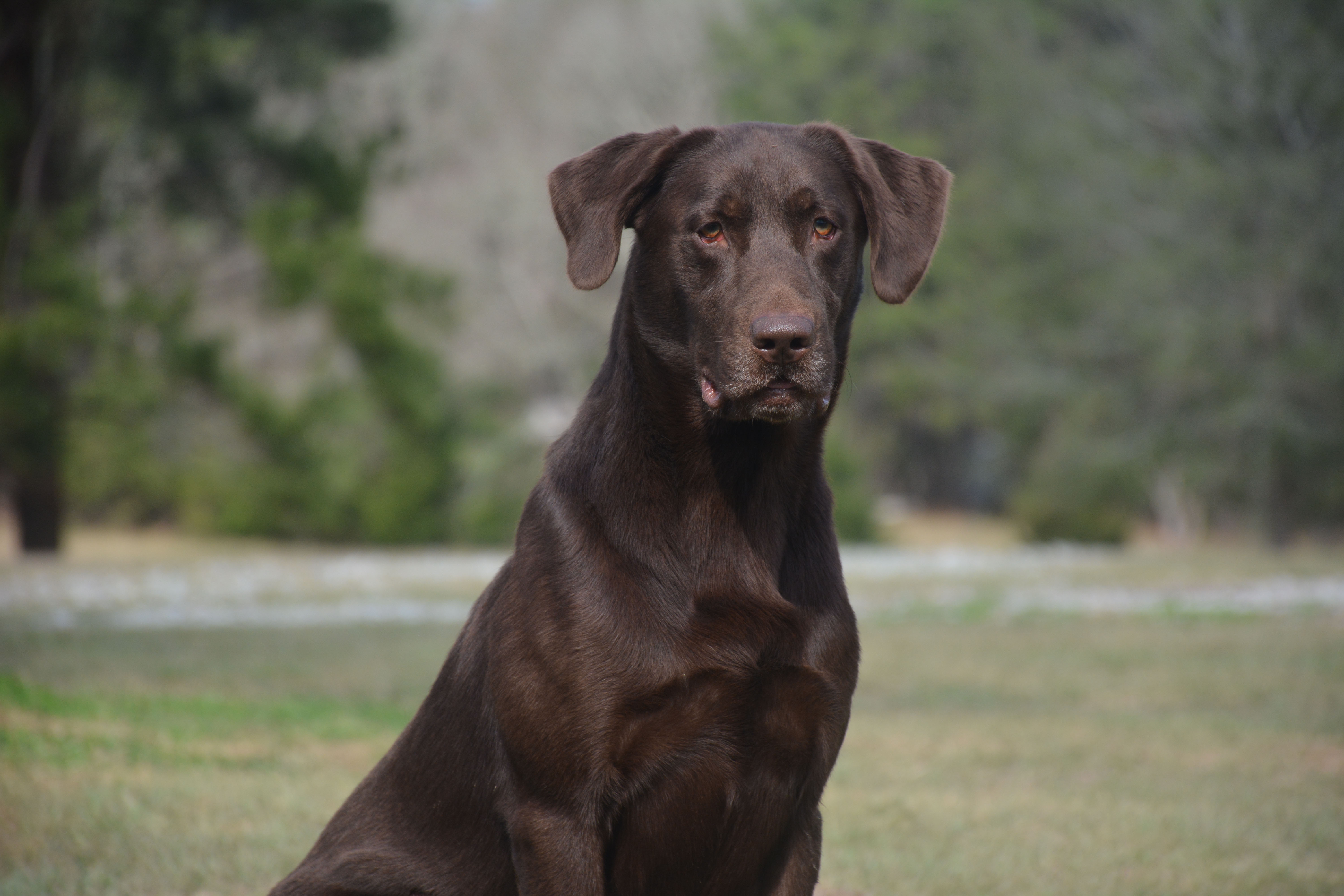 HRCH Big Mamou’s Go Ahead Make My Day MH | Chocolate Labrador Retriver