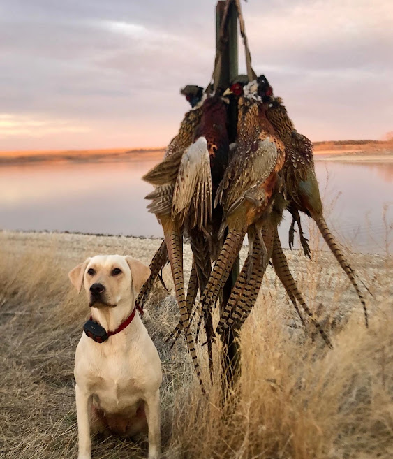 Rock Solid's Bizzy Izzy | Yellow Labrador Retriver