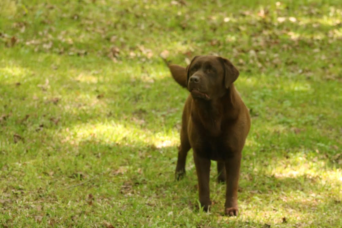 Poppyfields Ditto CGC | Chocolate Labrador Retriver