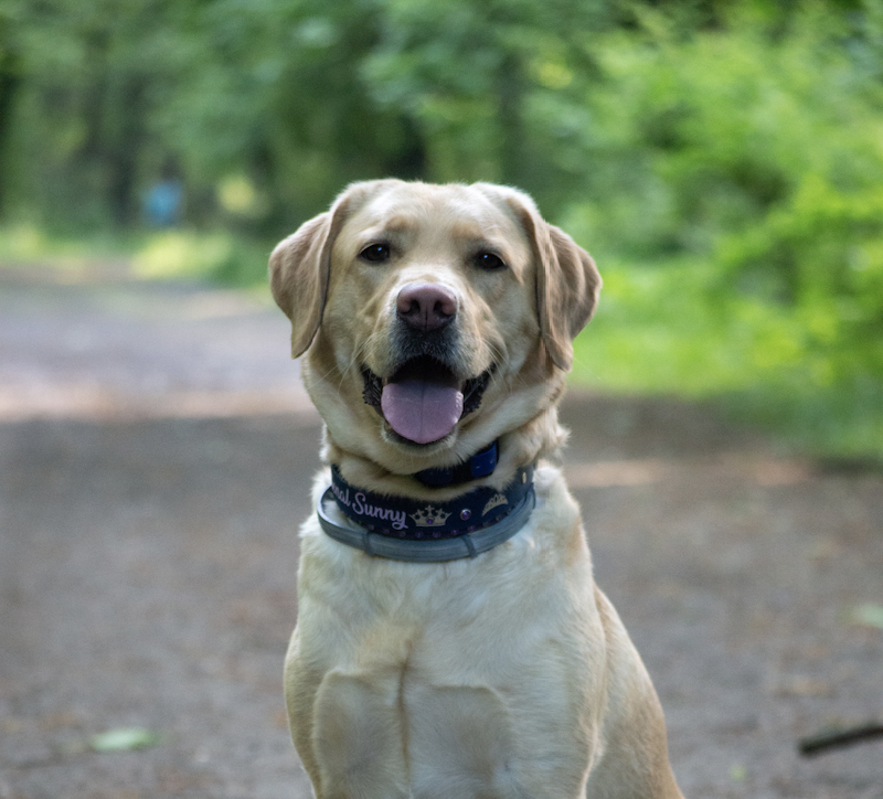 Shady Run's Sunny  DM DSA AJ AS CGCA CGCU TKA | Yellow Labrador Retriver