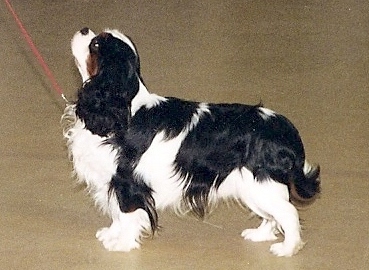 Loxley Des marliviers | Cavalier King Charles Spaniel 