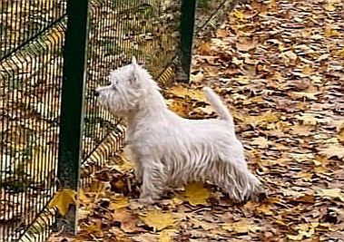 Tango For Me Irsimos | West Highland White Terrier 