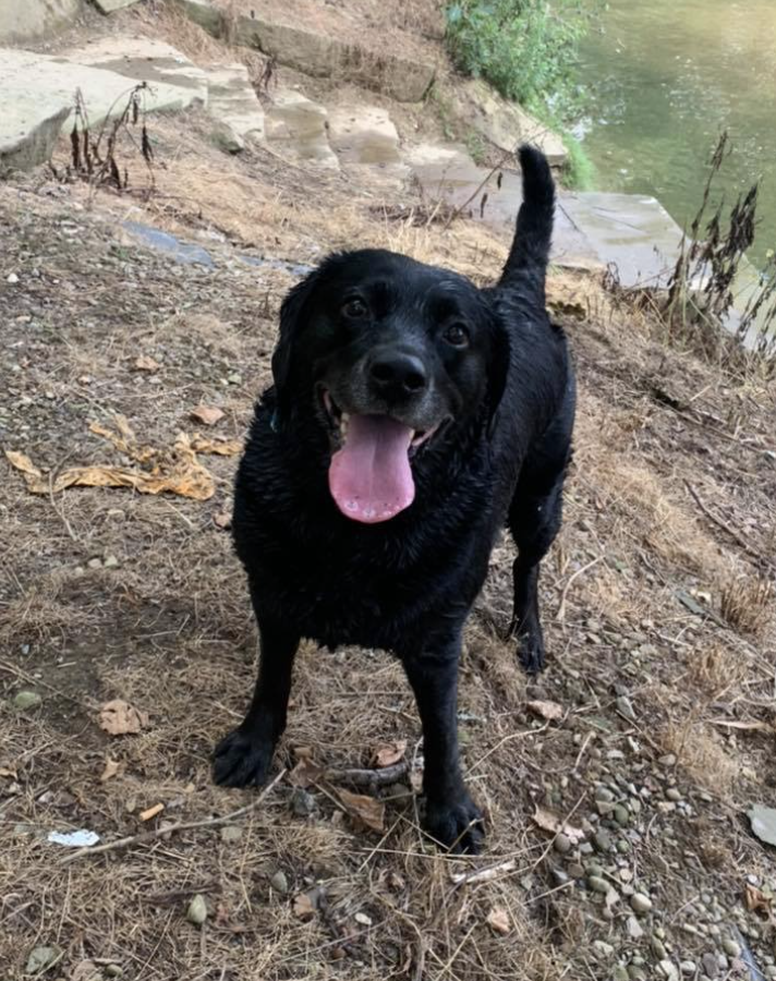 Sciullos Abby Mae CGCA CGCU | Black Labrador Retriver