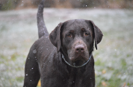 Shady Run's Pandora Von Snuffy Bat Of Grunting Ton DJ | Chocolate Labrador Retriver