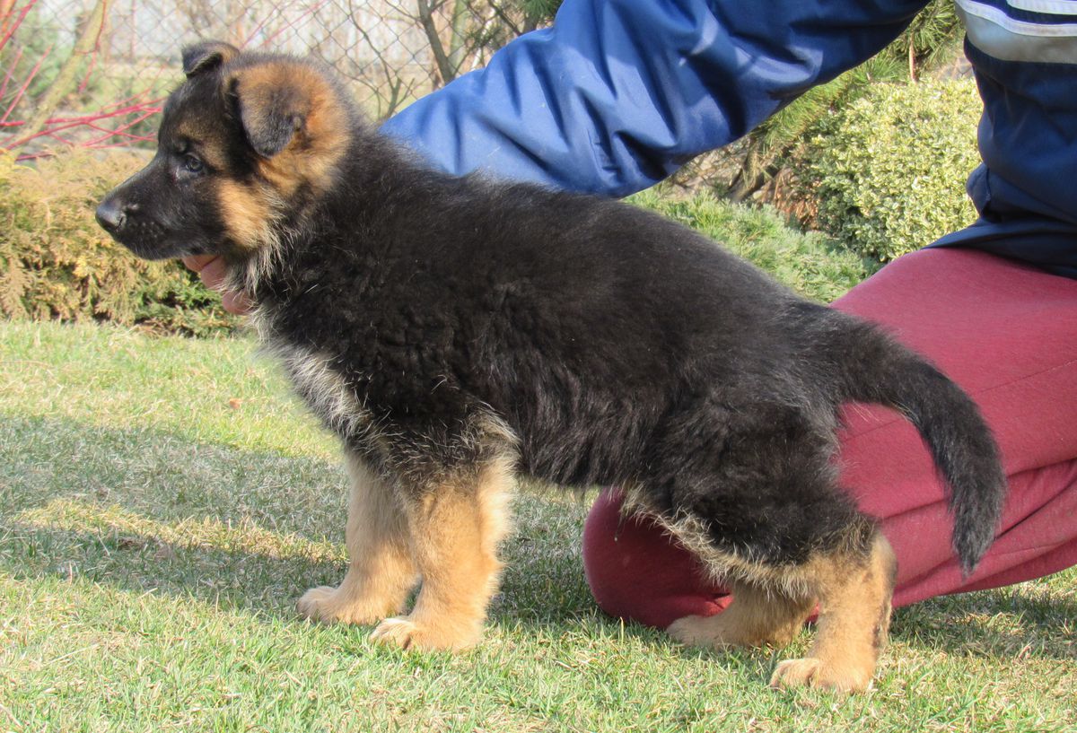 Charles Bak od Ratiborské cesty | German Shepherd Dog 