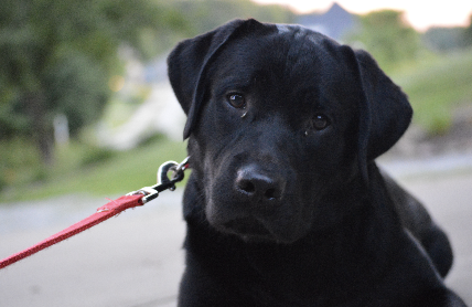 Shady Run's Anakin | Black Labrador Retriver