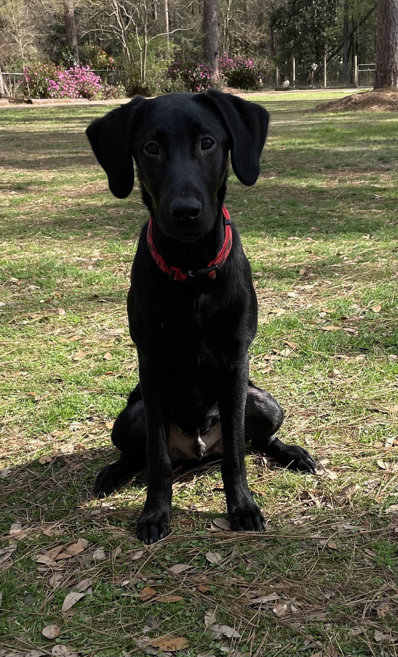 CWR Wanna Play A Game | Black Labrador Retriver