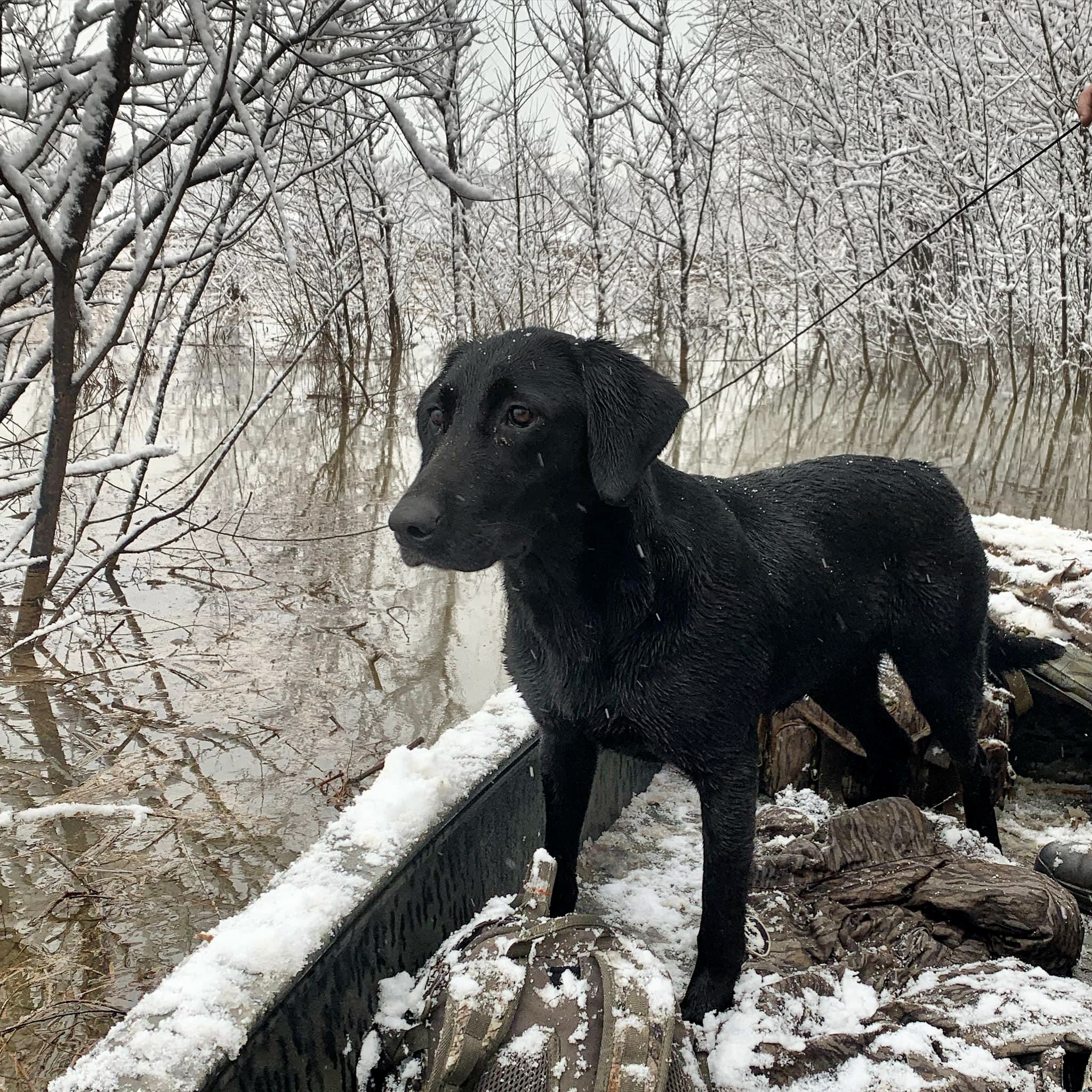 HRCH Hilltop’s Leaping River MH10 | Black Labrador Retriver