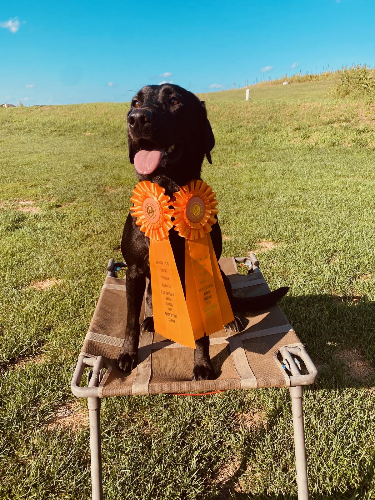 Black Beauty Stella | Black Labrador Retriver