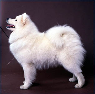 Humoresque What A Wonder | Samoyed 