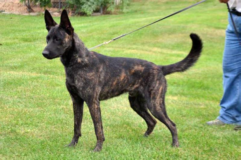 Cher Car's Roman | Dutch Shepherd 