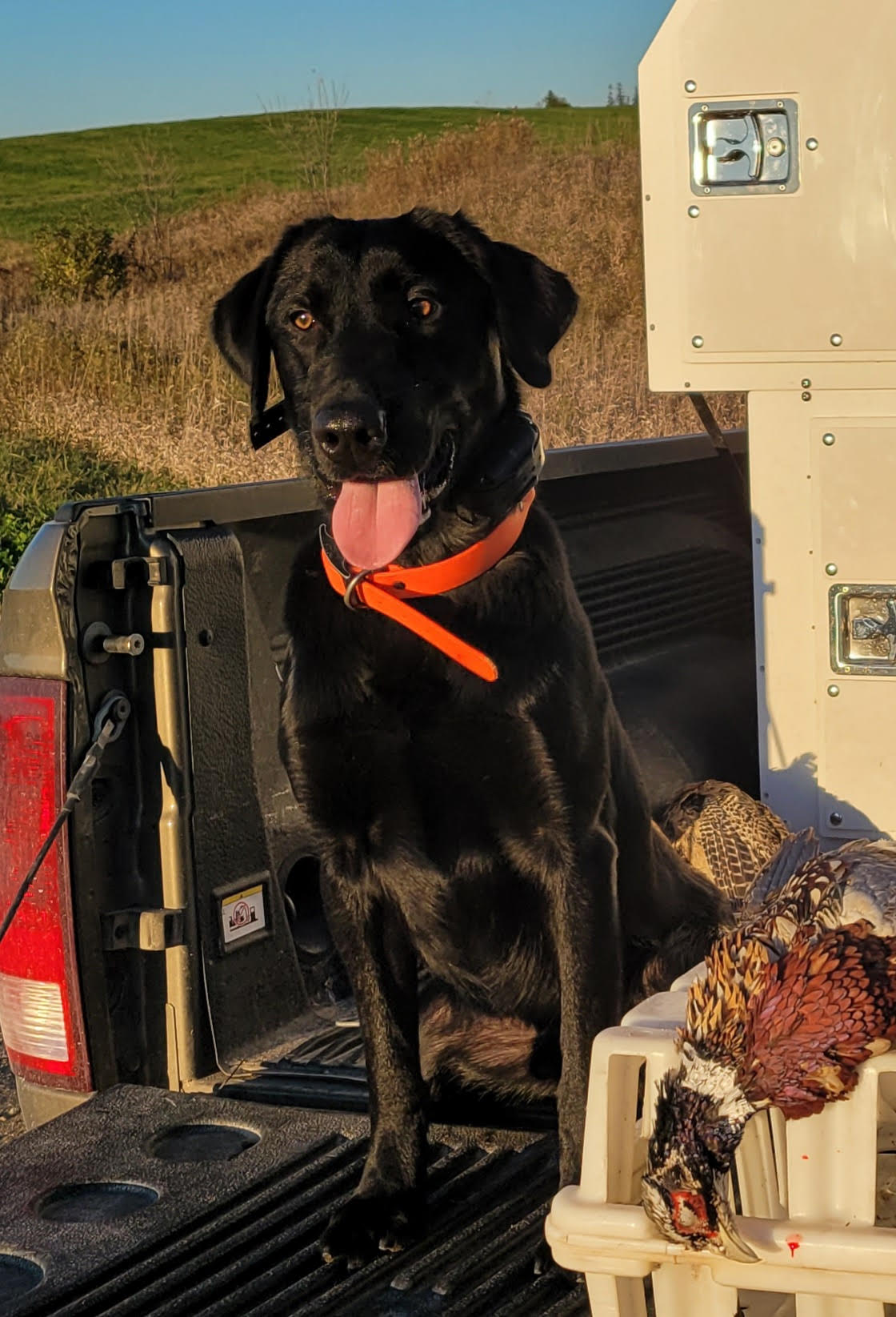 Southern Jamm's Man O" War | Black Labrador Retriver