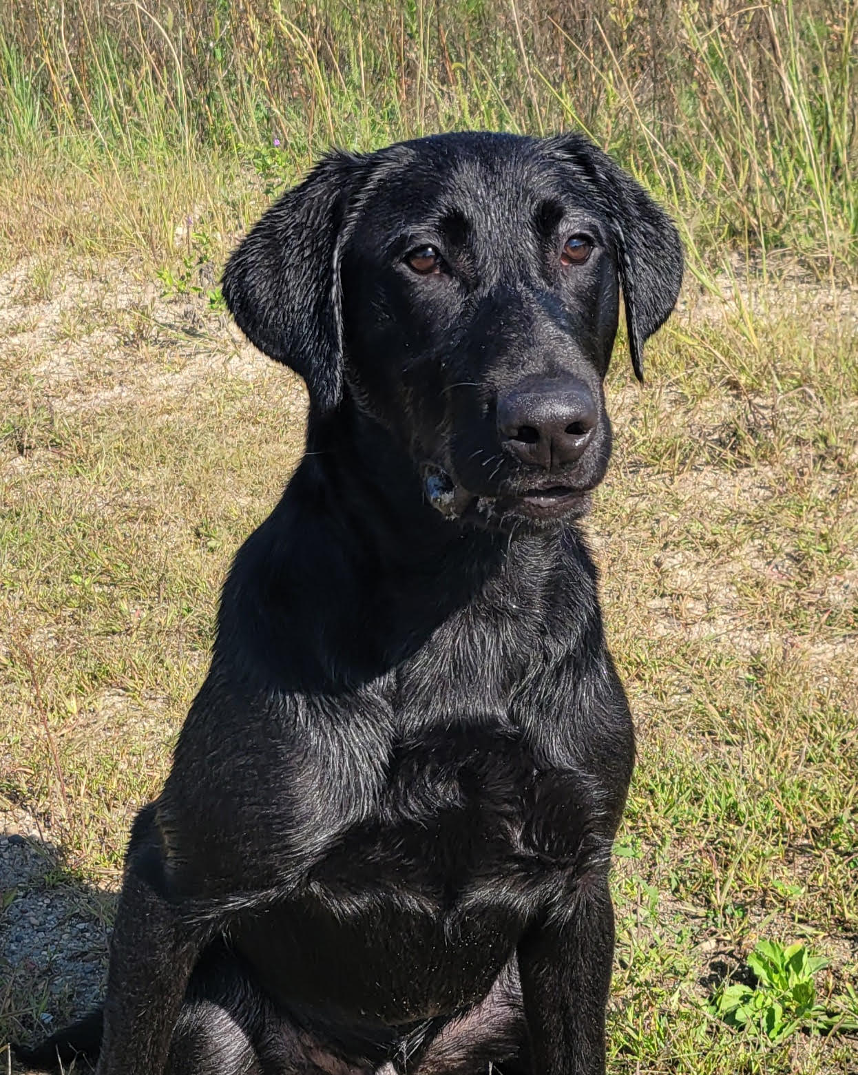 Razor's Southern Jamm's War Admiral | Black Labrador Retriver