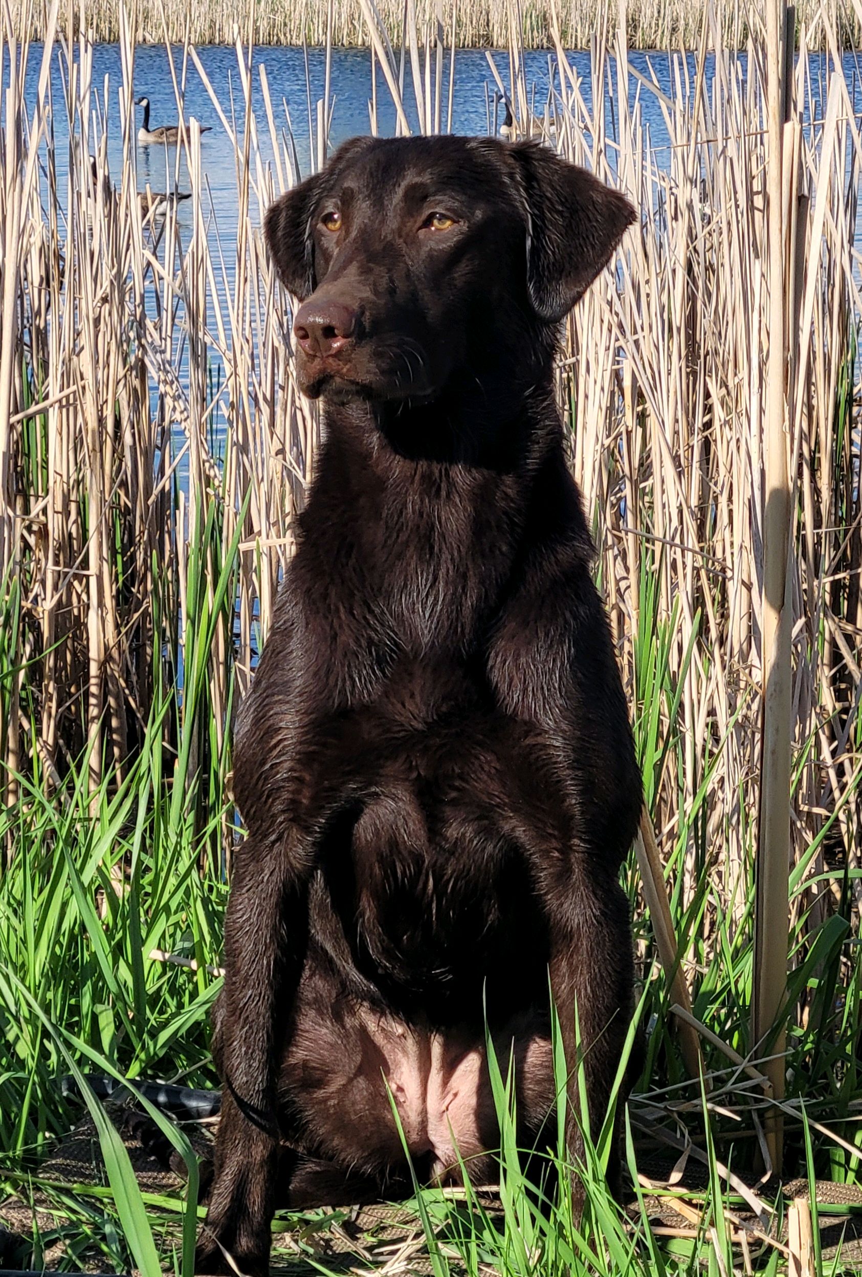 NGD Southern Jamm's Ace's Wild | Chocolate Labrador Retriver