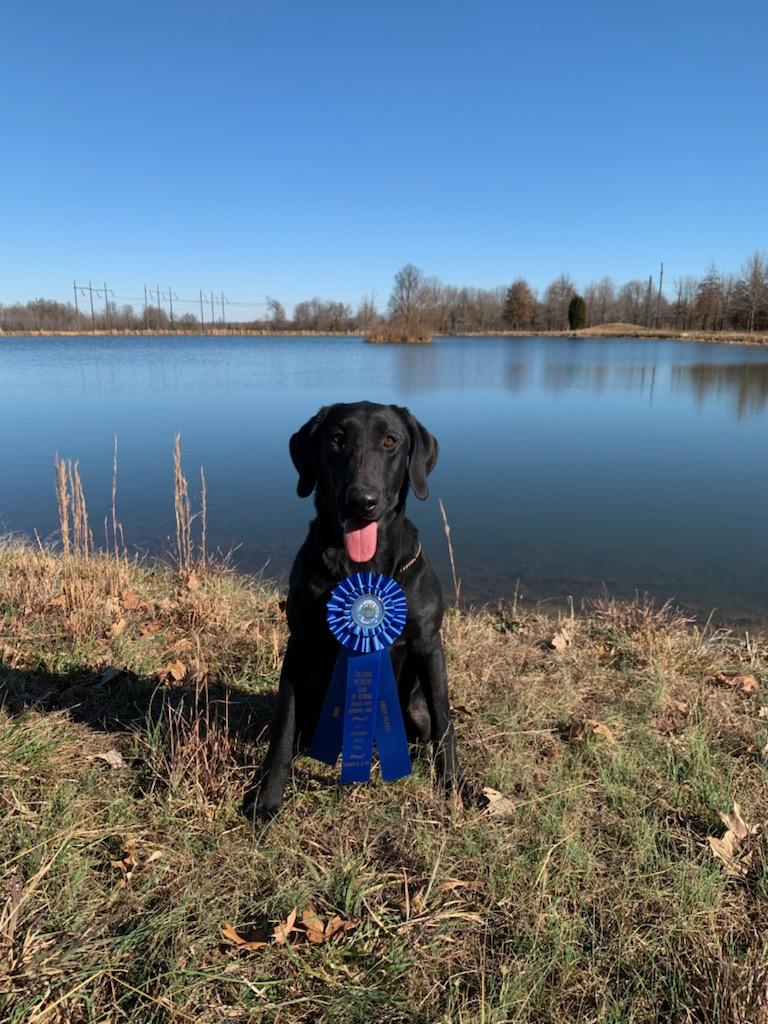 Post Creek's Give A Little Whistle | Black Labrador Retriver