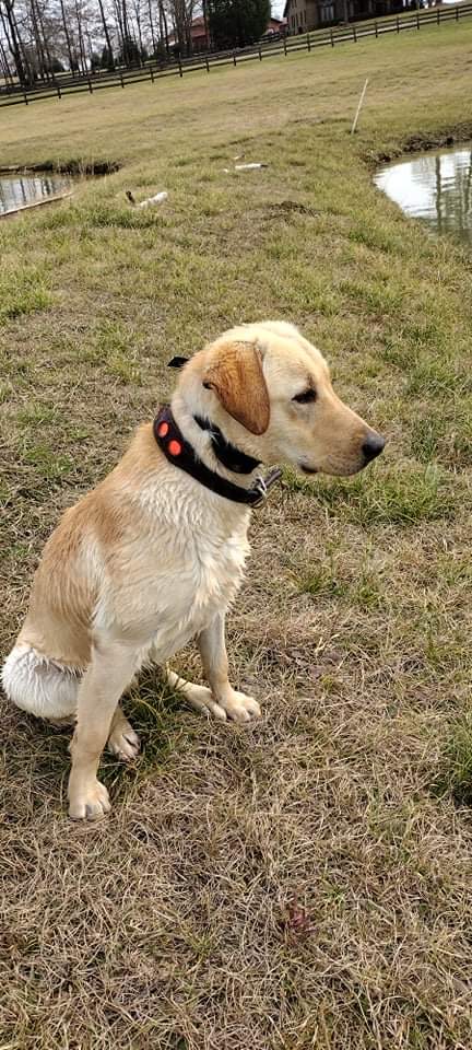 Coosa River’s Hot Rod Lincoln | Yellow Labrador Retriver