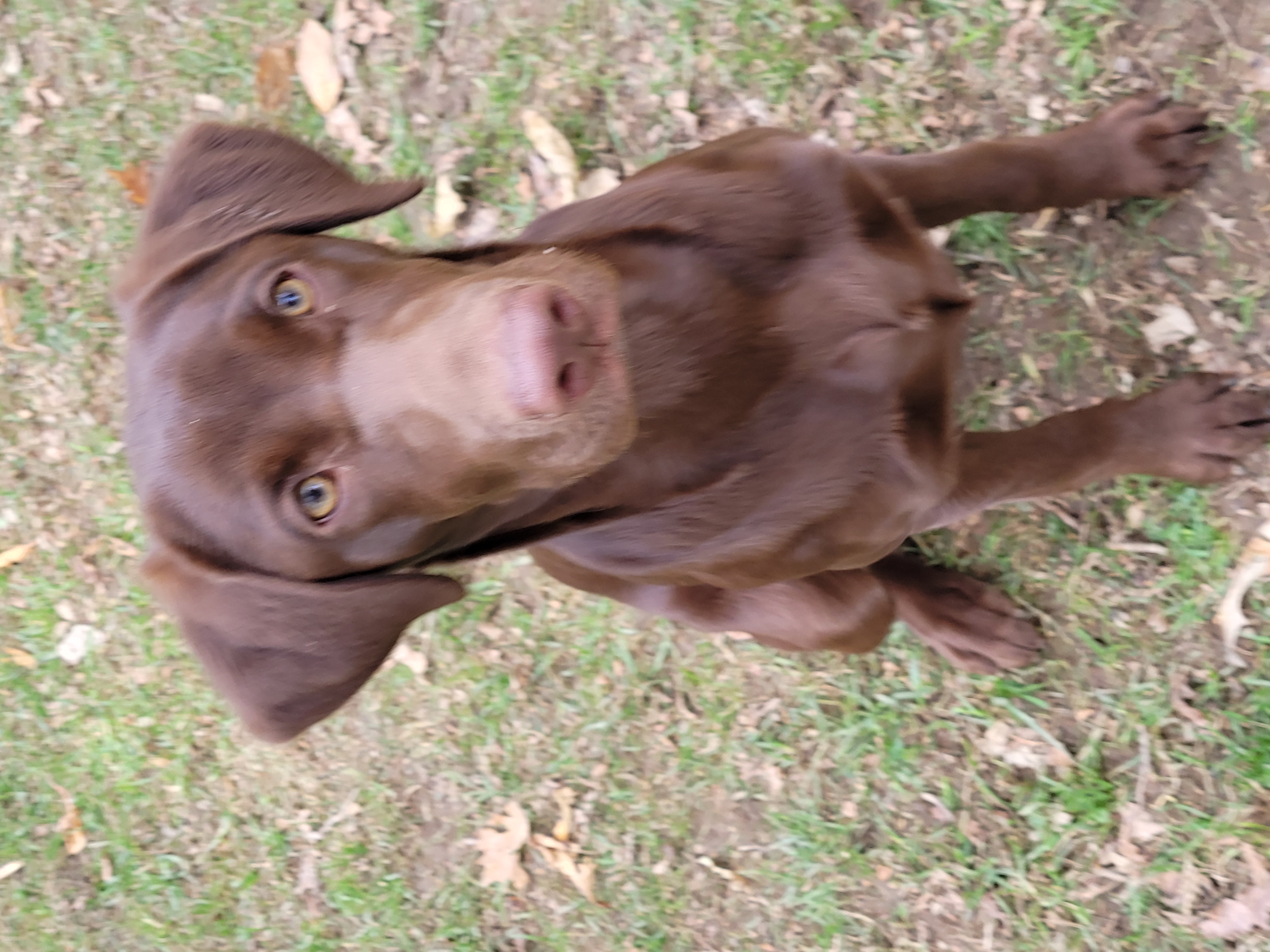 Triple Creeks Sweet Child O Mine | Chocolate Labrador Retriver