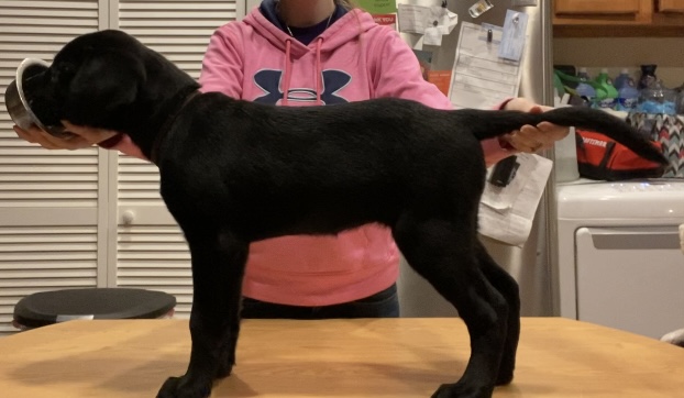 Copperhead Road’s Radiant Aurora | Black Labrador Retriver