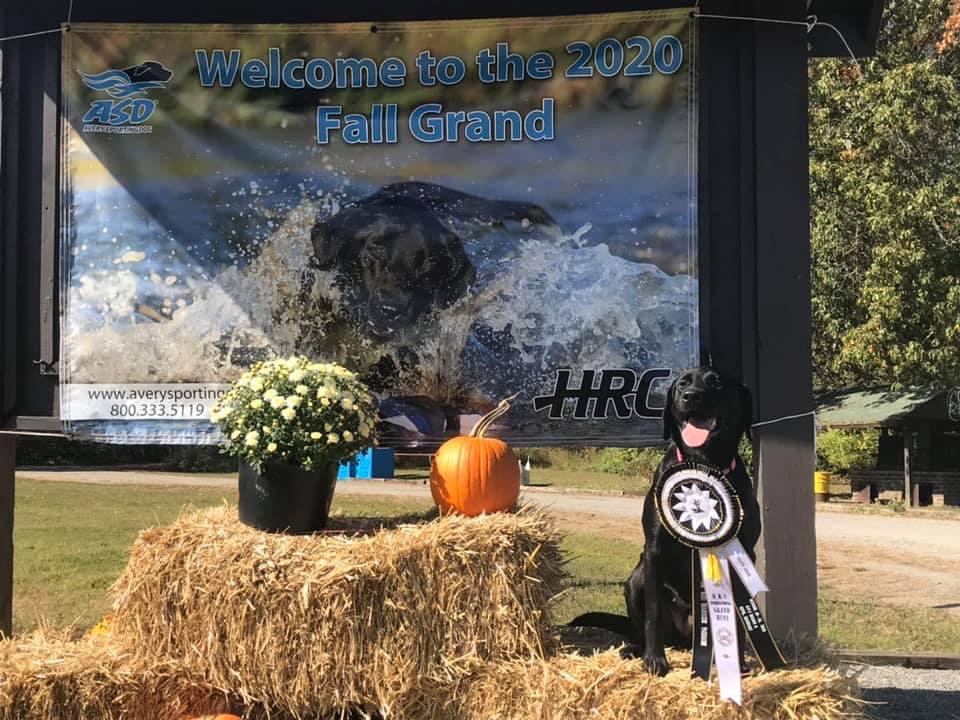 HRCH Copperhead Road’s Liberty Bell | Black Labrador Retriver