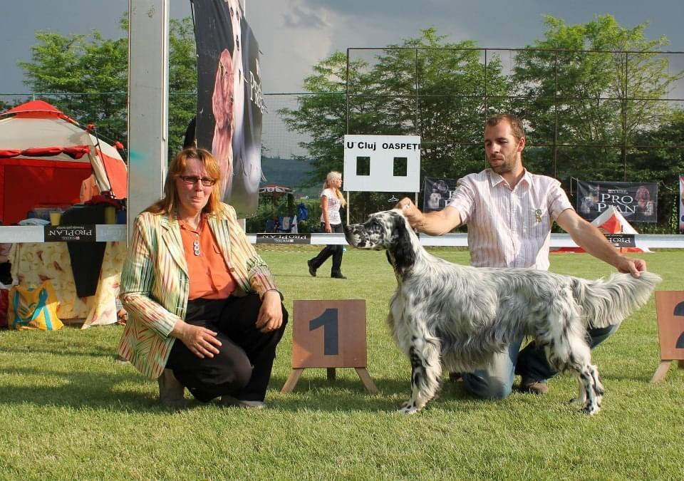 Set’r Ridge’s on Broadway Joseph | English Setter 