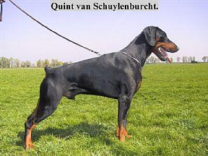 Quint-Castor v. Schuylenburcht | Black Doberman Pinscher