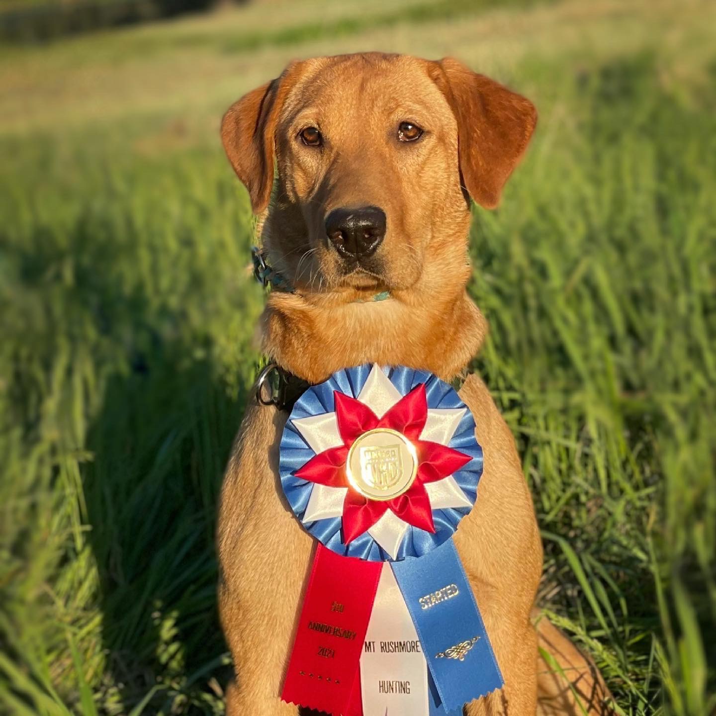 SHR Rushmore’s One Shot Wonder | Yellow Labrador Retriver