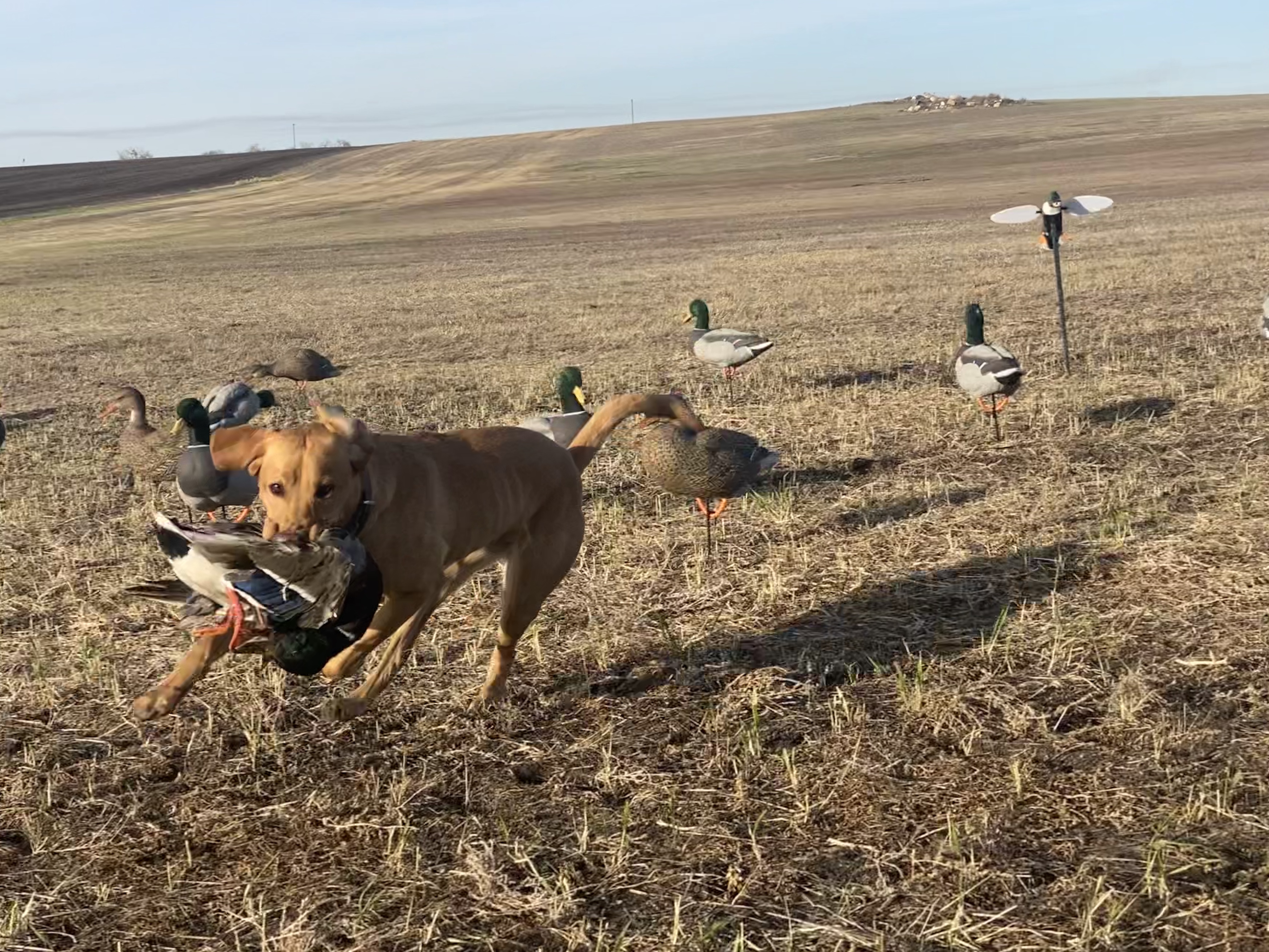 Little Miss Over The Top | Yellow Labrador Retriver