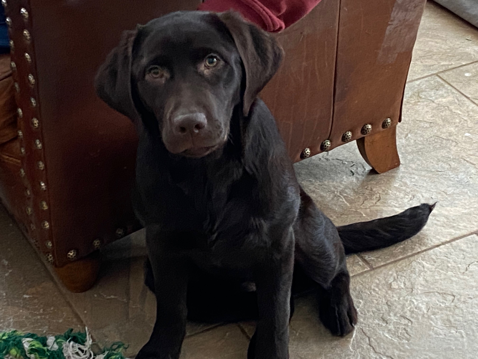 Critter Creek Born Under A Good Sign | UNKN Labrador Retriver