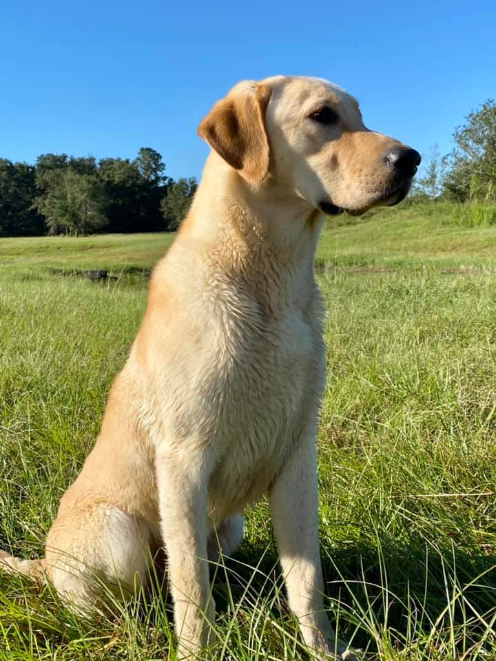 TNA's Take Em To The Train Station JH | Yellow Labrador Retriver