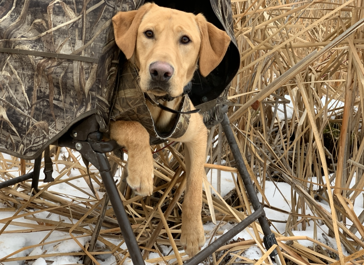 Not So Mellow Yellow Of Autumn | Yellow Labrador Retriver