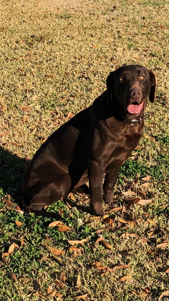 HR Double D's Cajun Dutchess JH | Chocolate Labrador Retriver