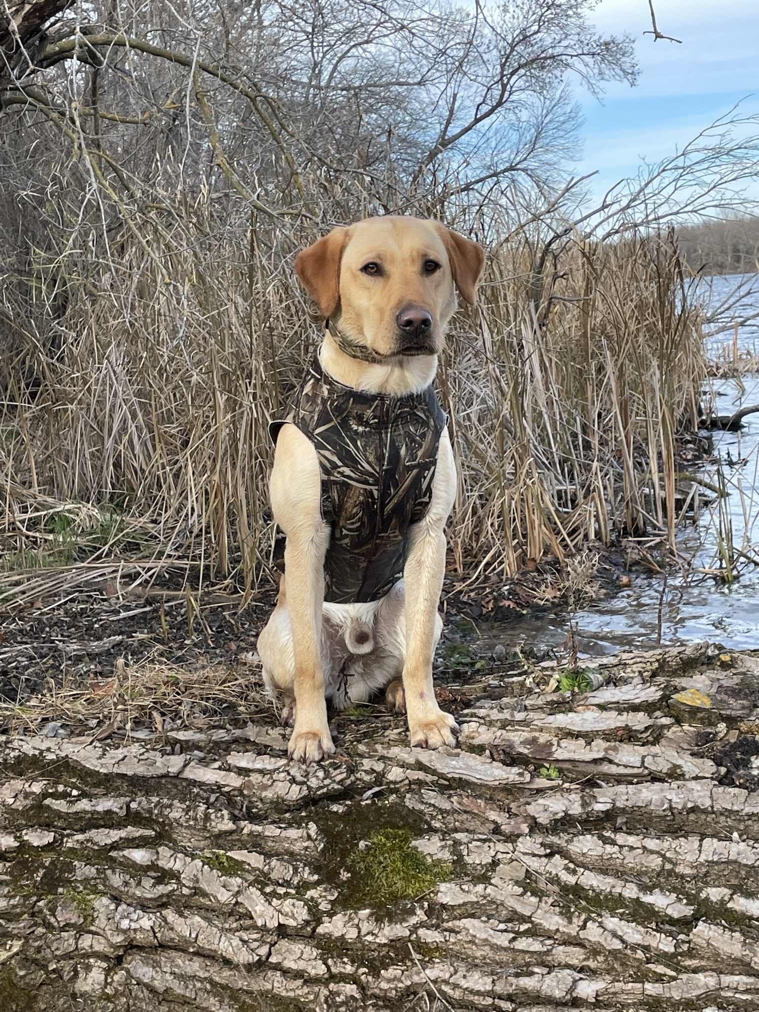 RCR’S PRETTY BOY FLOYD “MAC”GREGOR JH | Yellow Labrador Retriver