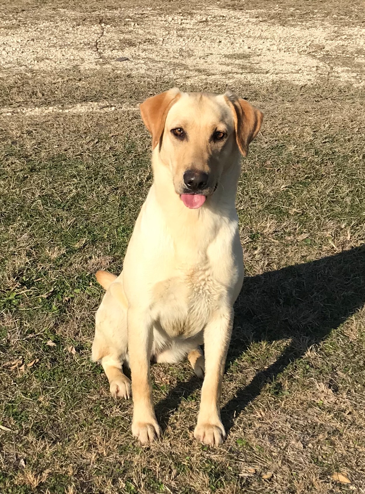 OGF Amarillo Magic | Yellow Labrador Retriver