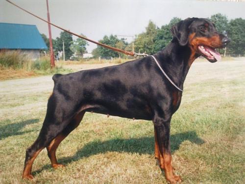 Juna v. Schuylenburcht | Black Doberman Pinscher