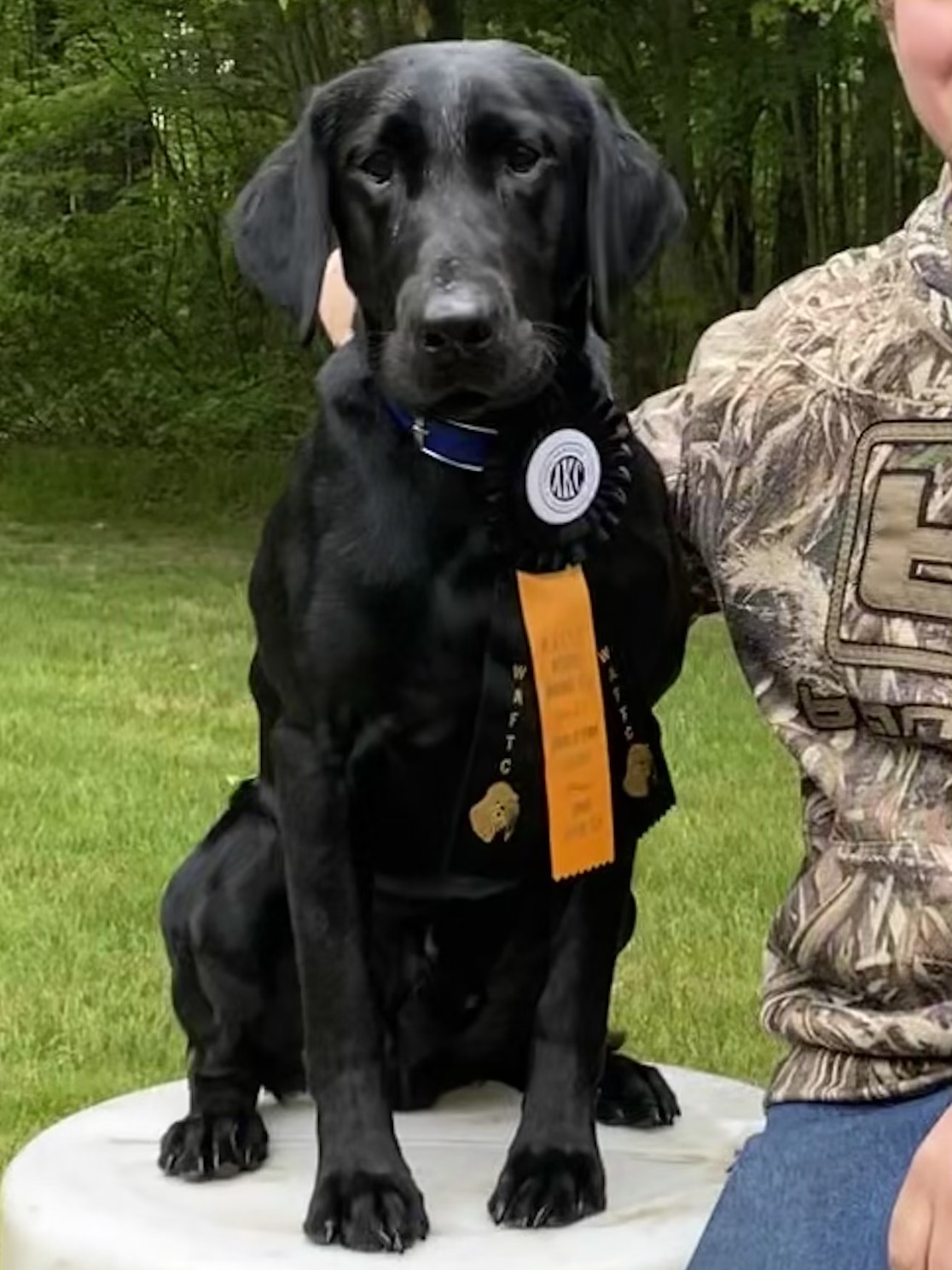 BDC CH WC -BHU SC PFC Quarry Creek’s Cash ‘N’ Out JH | Black Labrador Retriver