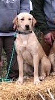 CHSD WSD Okie Shed Dogs Strawberry Hops | Yellow Labrador Retriver