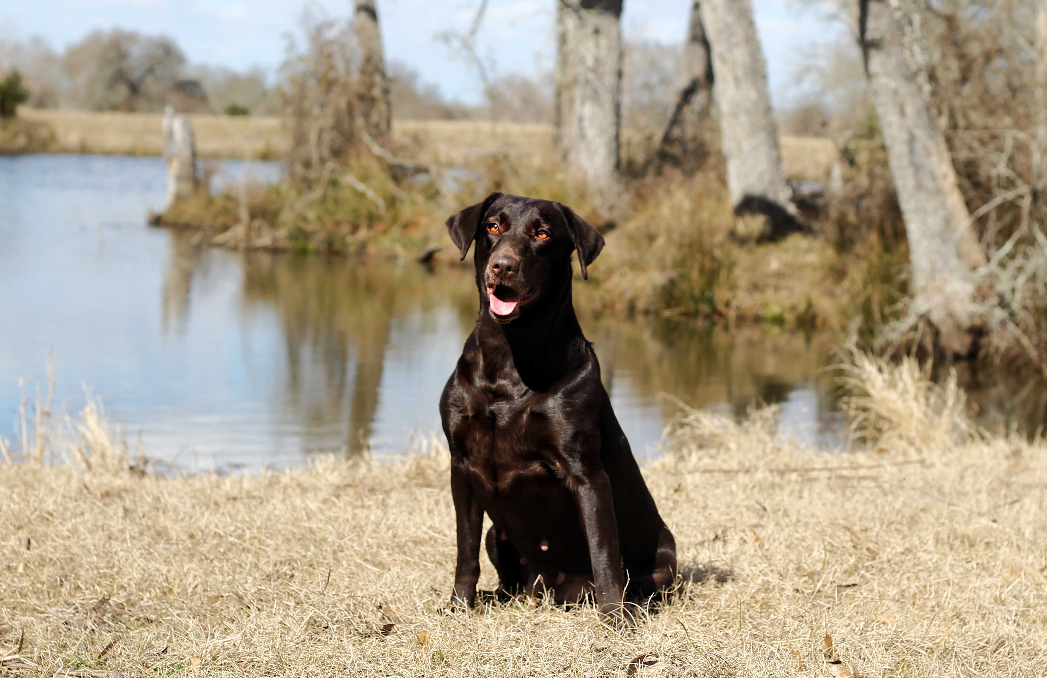 SHR Legends Of Texas Tessa JH | Chocolate Labrador Retriver