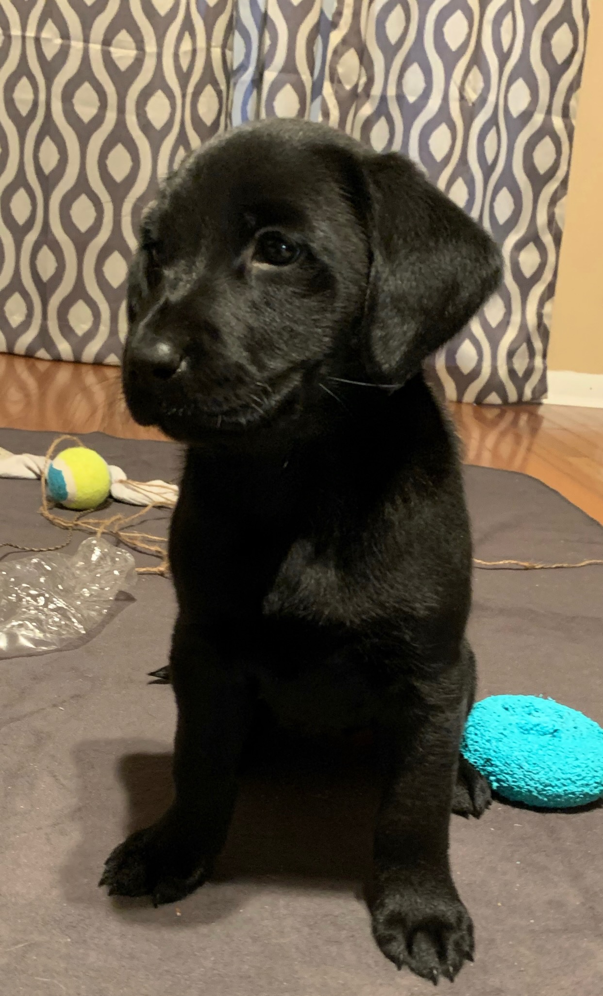 TK Hot Low Tide Surprize | Black Labrador Retriver