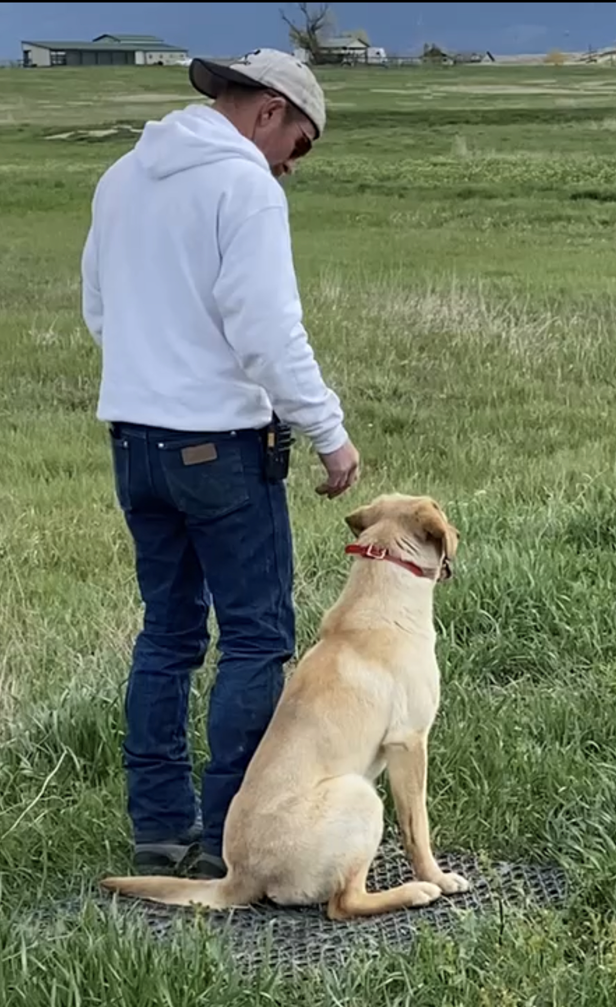 Hard Run's Summer Storm | Yellow Labrador Retriver