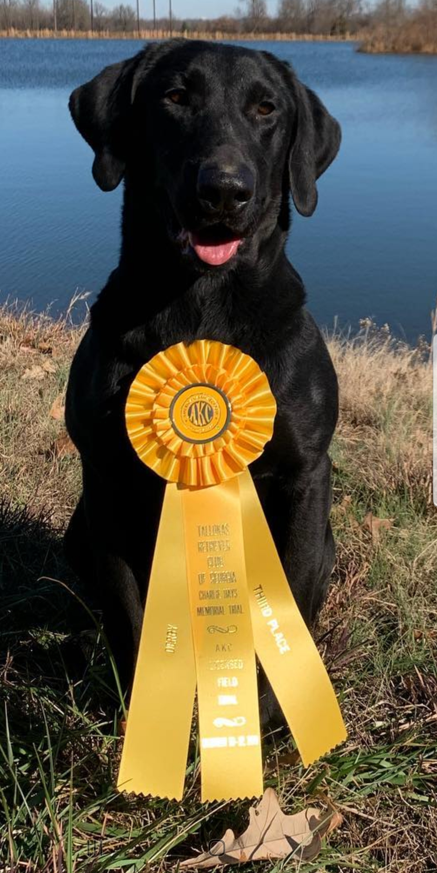 Lady Tak NDL | Black Labrador Retriver