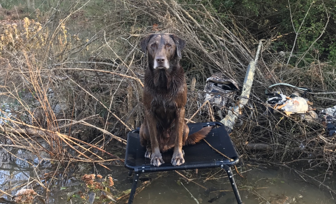 Porter's Iron Mountain Hooch MH | Chocolate Labrador Retriver