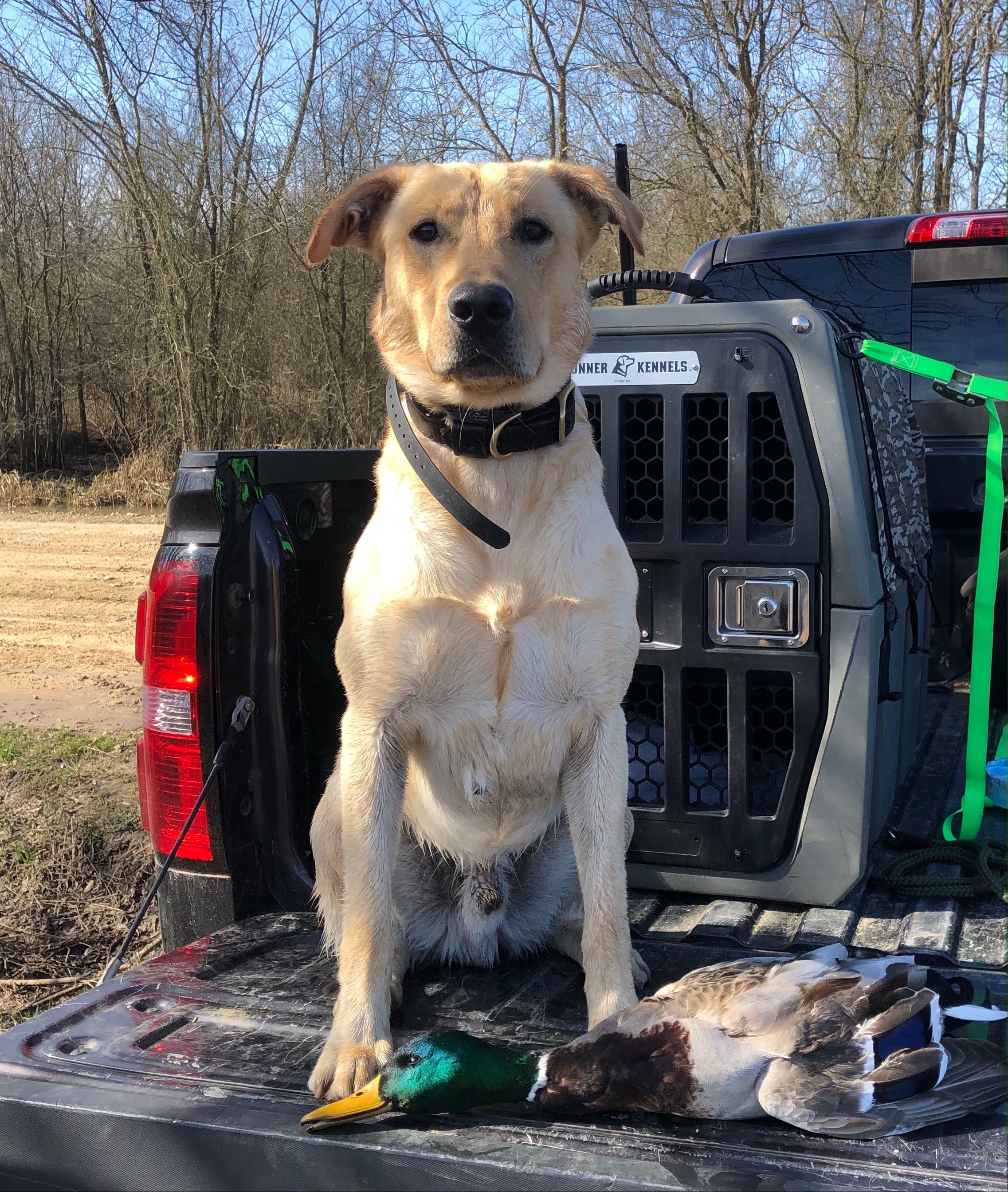 Harwood's Rambling Red | Yellow Labrador Retriver