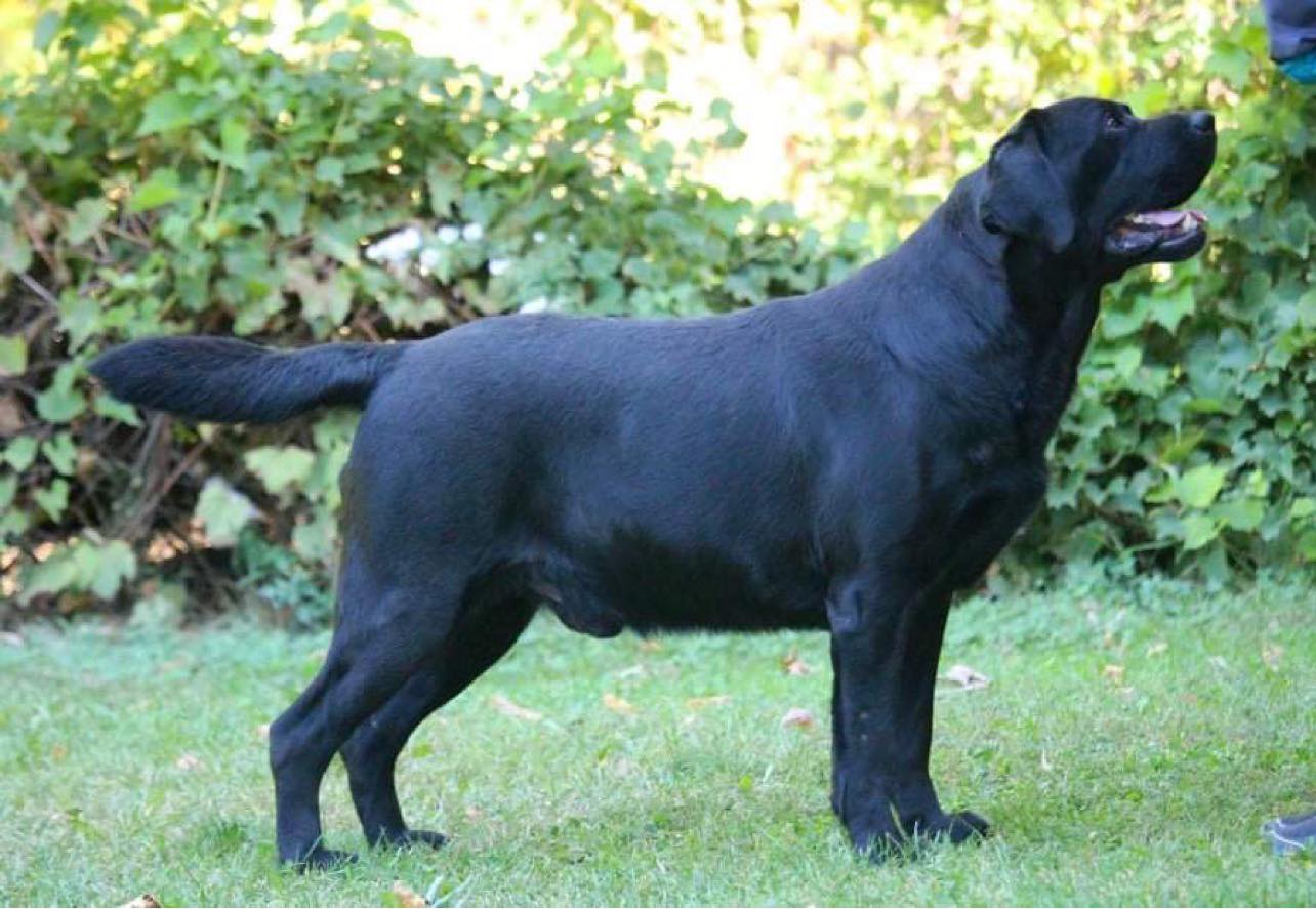 CH Bokalenia Night Pascal | Black Labrador Retriver