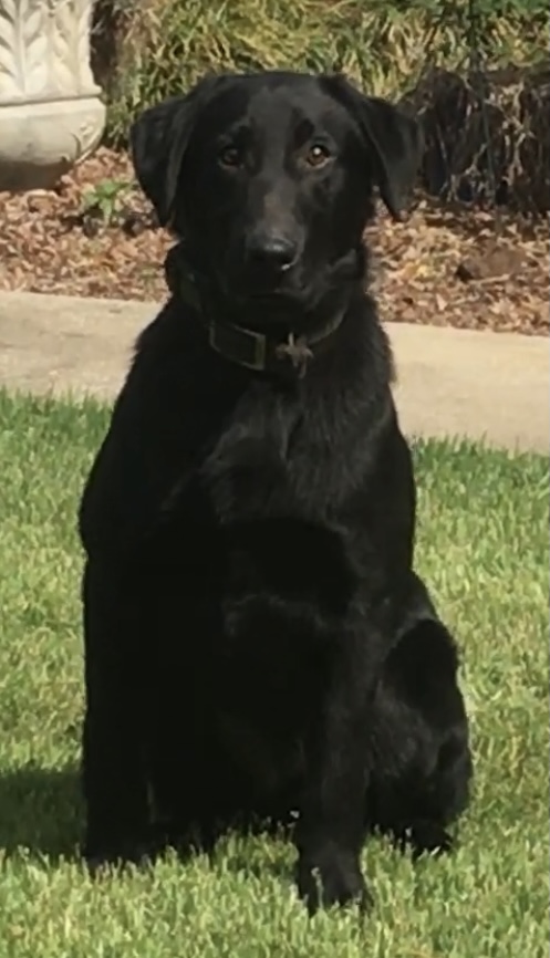 HR  Doug & Boo’s Big Chief Bull Shooter | Black Labrador Retriver