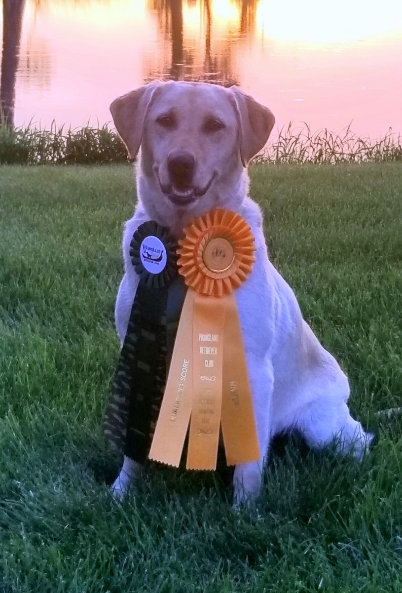 Iowa Pointing Labs Tilton's Dixie MH | Yellow Labrador Retriver