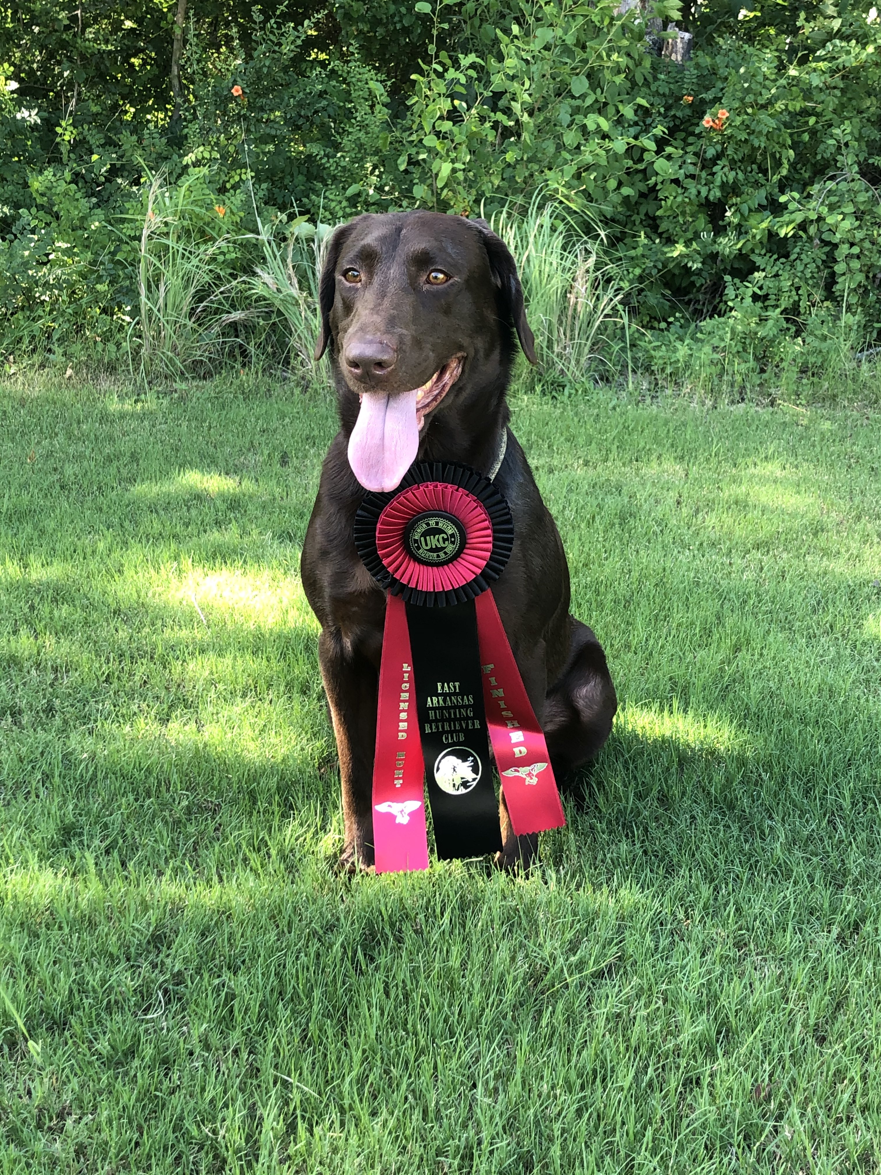 HRCH Banners Be My Valentine | Chocolate Labrador Retriver