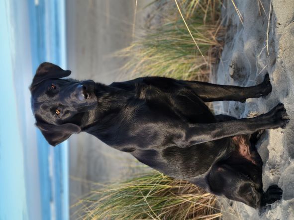 Fen Oak's Irons In The Fire | Black Labrador Retriver