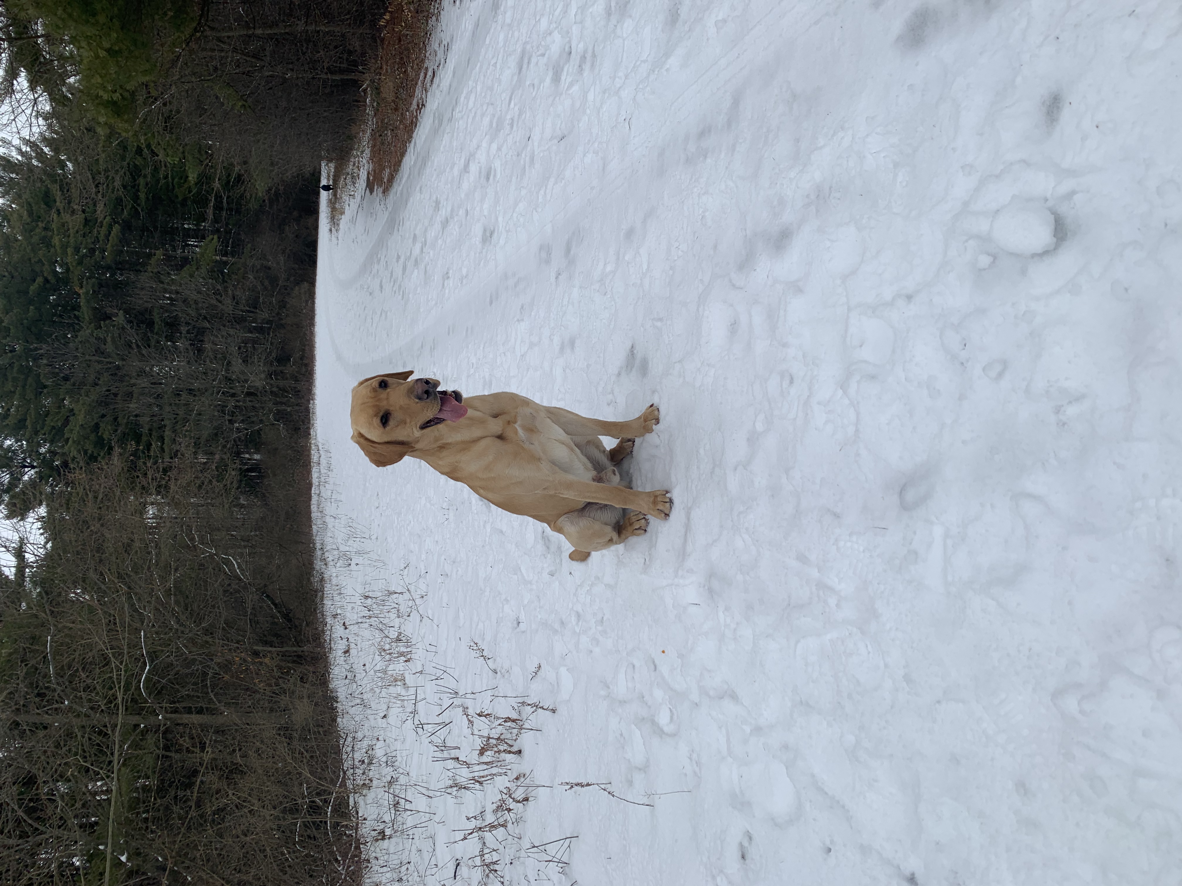 Second In Command Rocket SH | Yellow Labrador Retriver