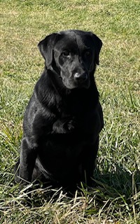 Castile Creeks The Bigwoods On The Trinity | Black Labrador Retriver